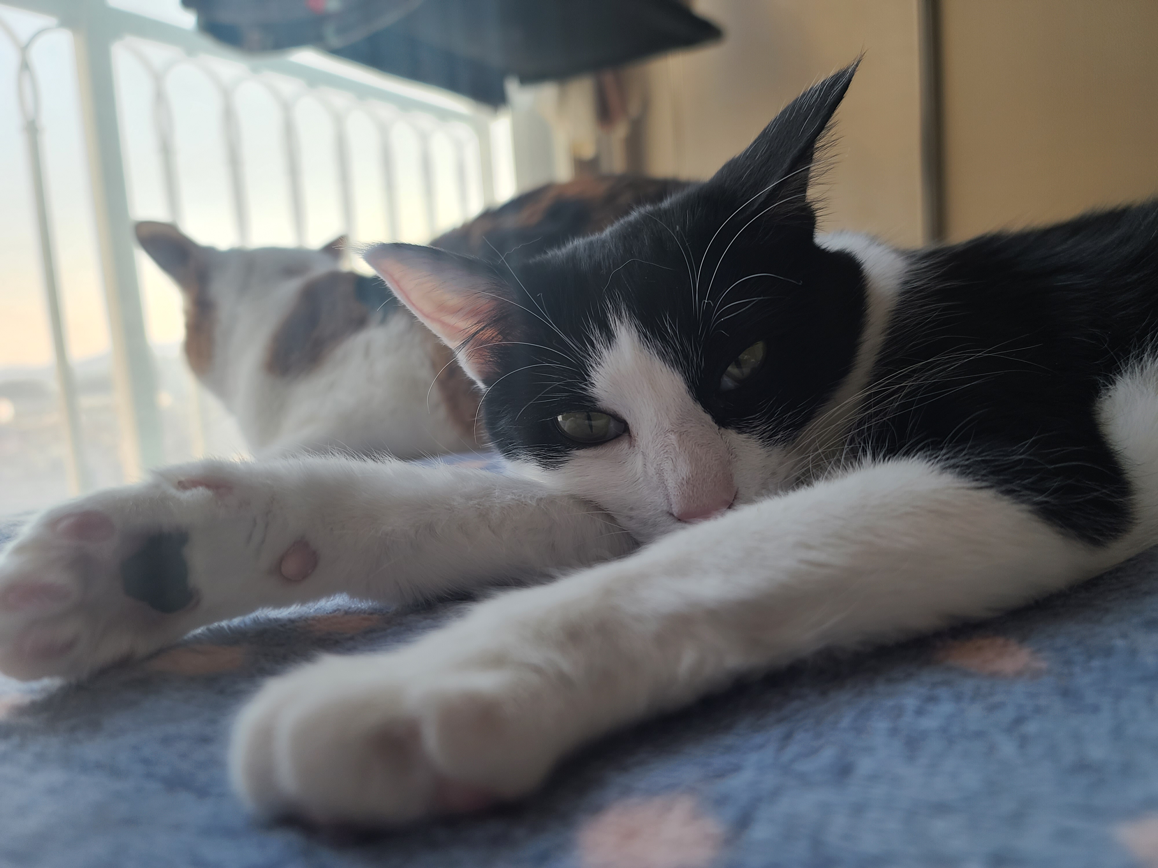 잔망스럽고 애교많은 내고양이들.