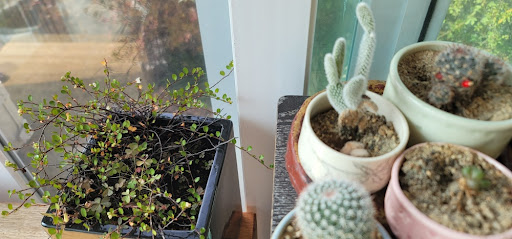 창가에 놓여진 트리안과 다육 선인장 화분들