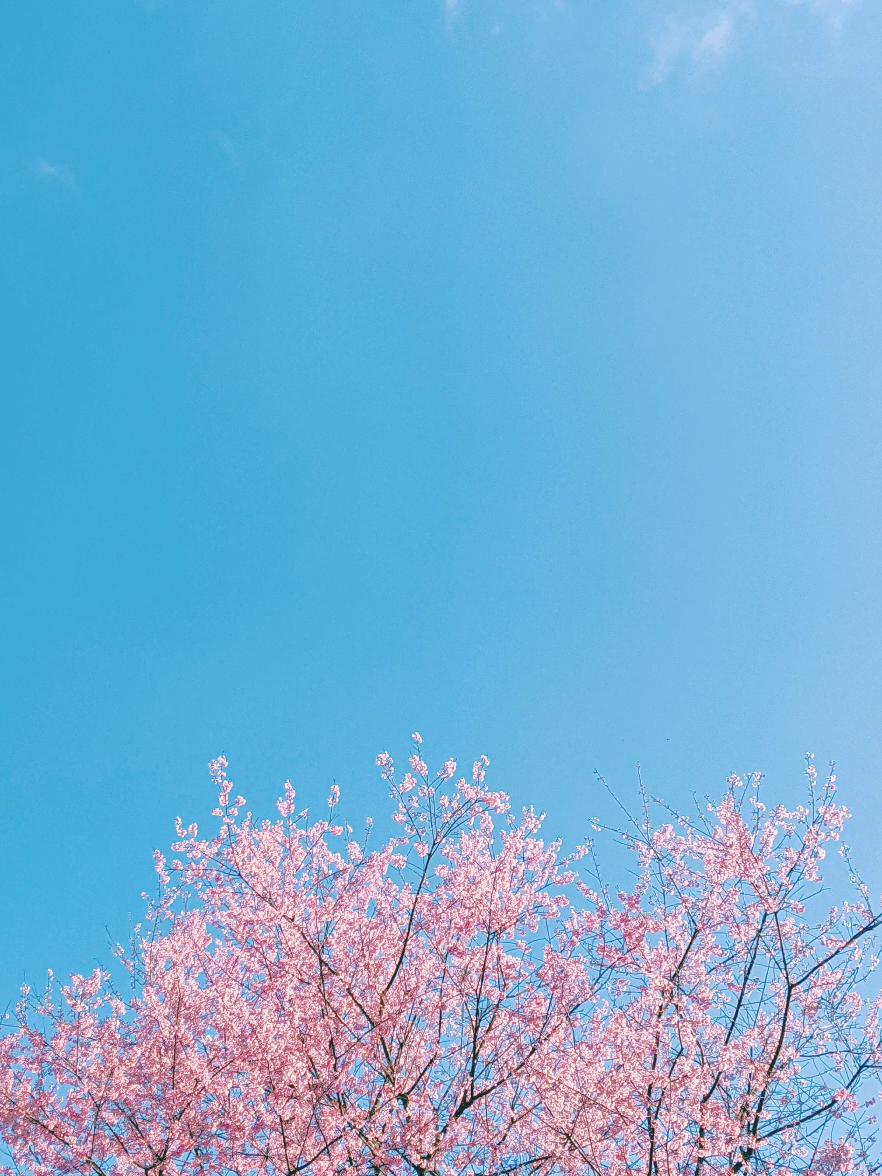 전국 벚꽃축제 일정 총정리