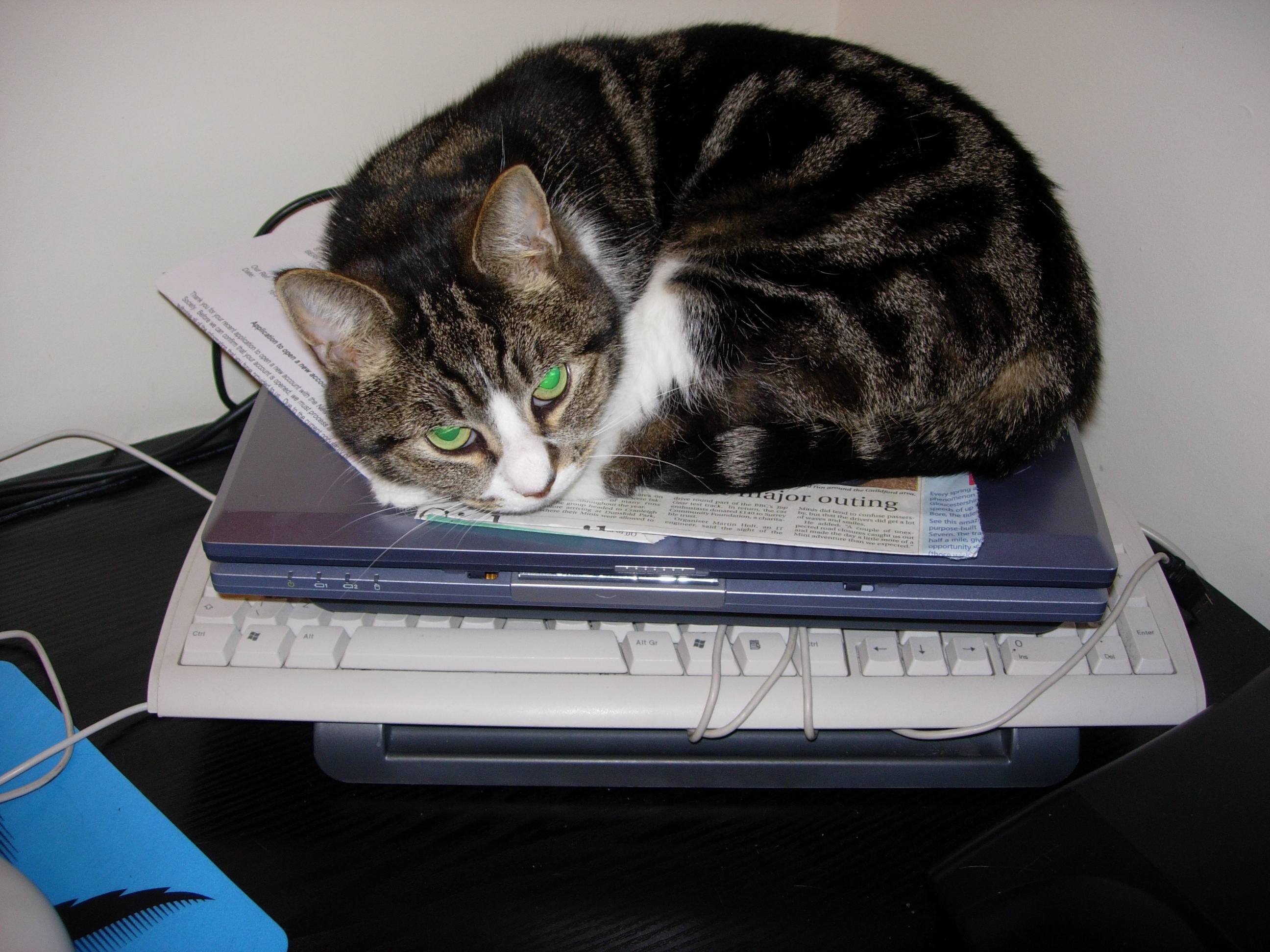 반려동물 가전 관련 사진