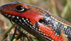 아프리카 파이어 스킨크의 탈피 부전 예방을 위한 사육장 습도 관리 및 온욕 방법