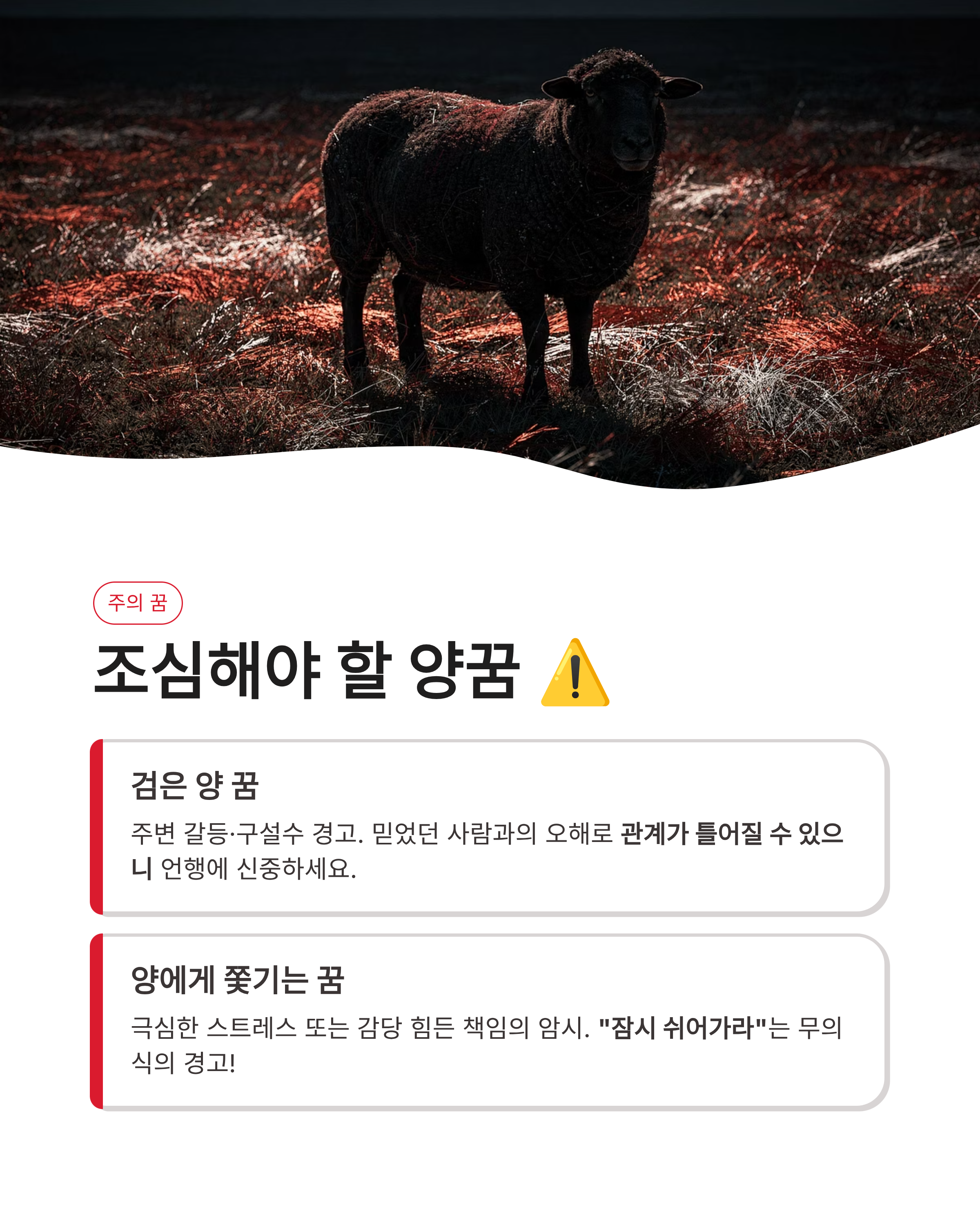 양꿈 해몽 흰 양 태몽부터 새끼 양떼까지 상황별 완벽 풀이! 재물운이 넝쿨째 굴러온다고?