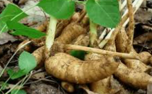 갱년기 증상 완화