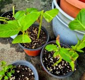 포트 화분에 수국을 2-3개 삽목하였고 수국의 잎은 반으로 잘라 삽목 된 포트가 4개 정도 모아 놓았다.