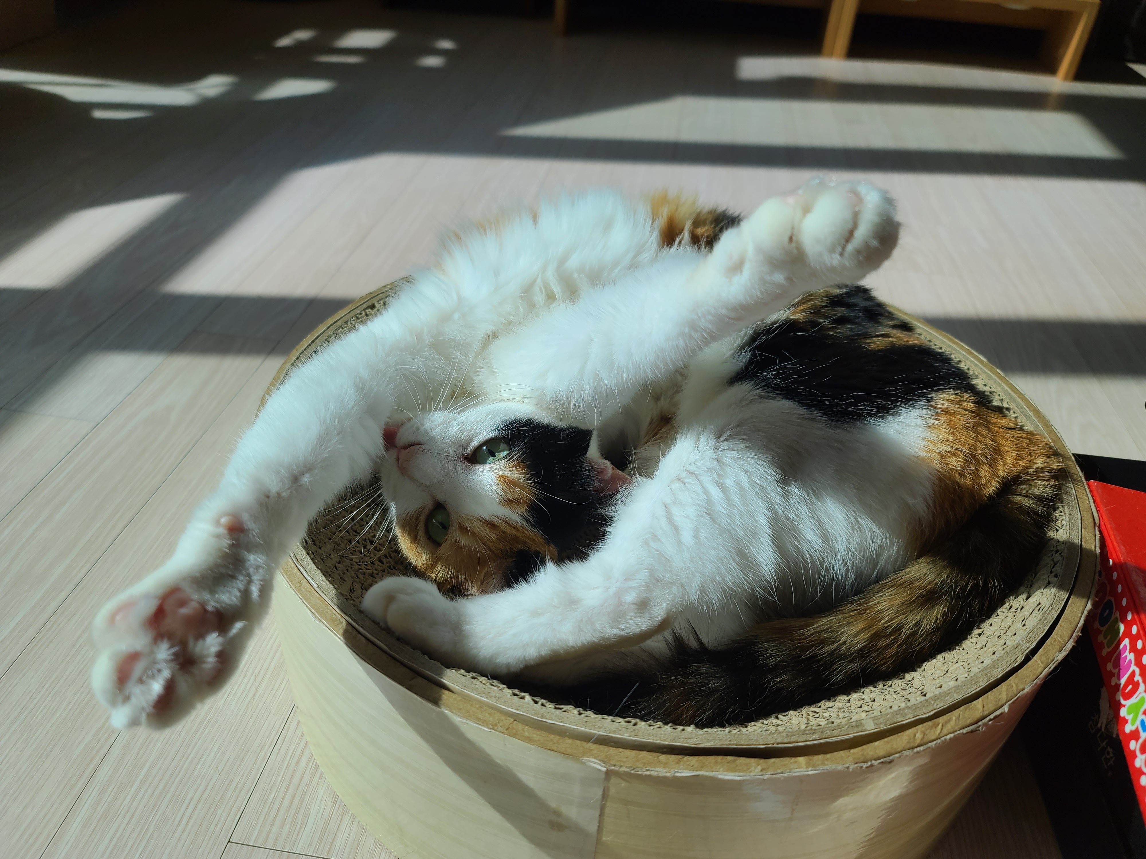 고양이의 중요한 하루일과 그루밍! 열일하는 요미 ㅋ