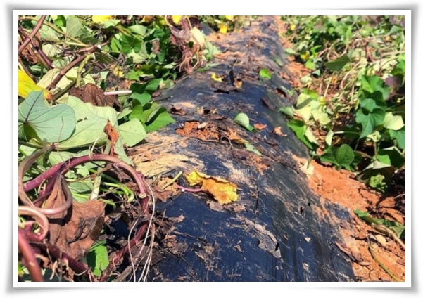 "9월, 고구마 수확 해야죠?" 고구마 수확의 황금 시기와 비밀 노하우!