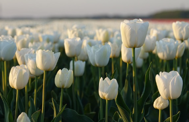 튤립파종 시기와 키우는 방법 알아보기 1