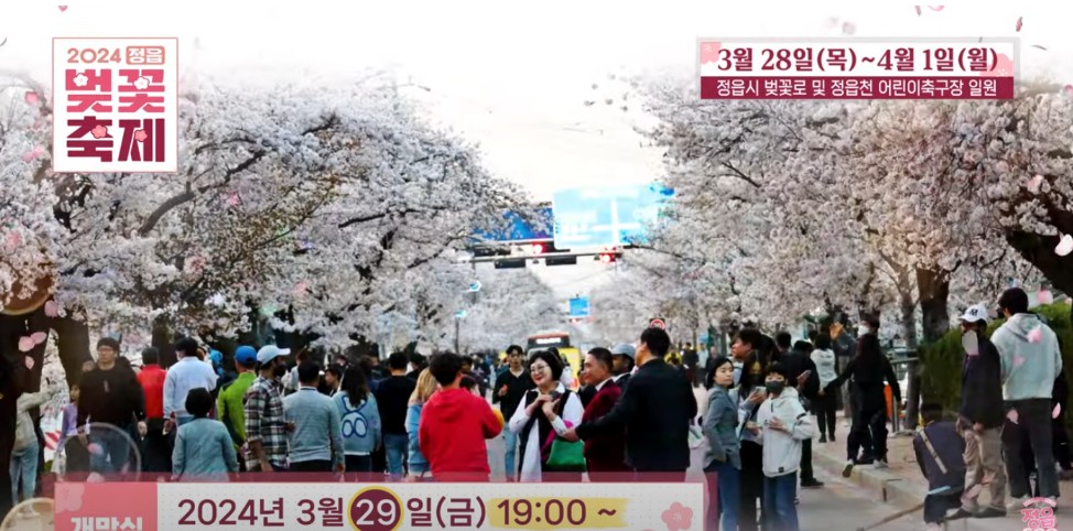 2024 정읍 벚꽃 축제