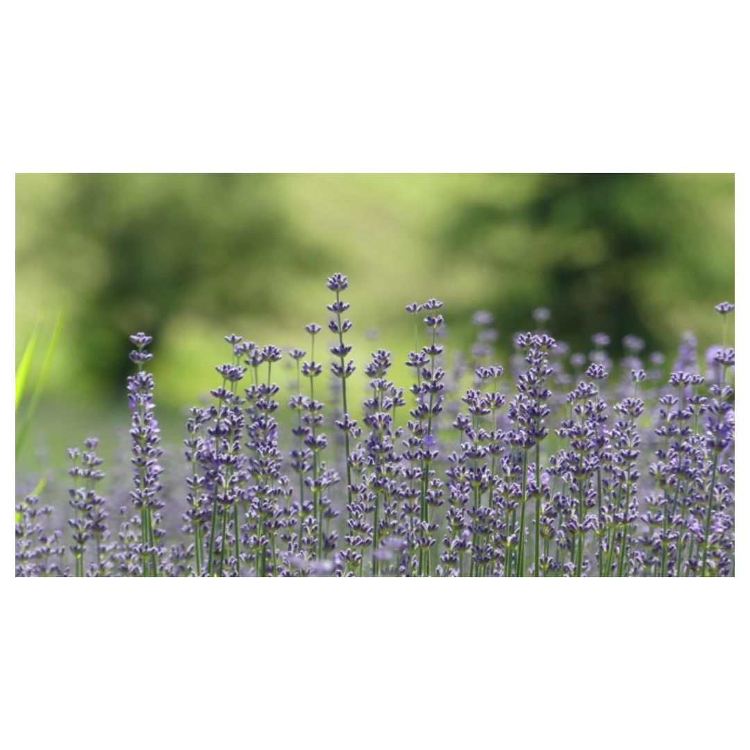 경옥고와 관련된 사진입니다.