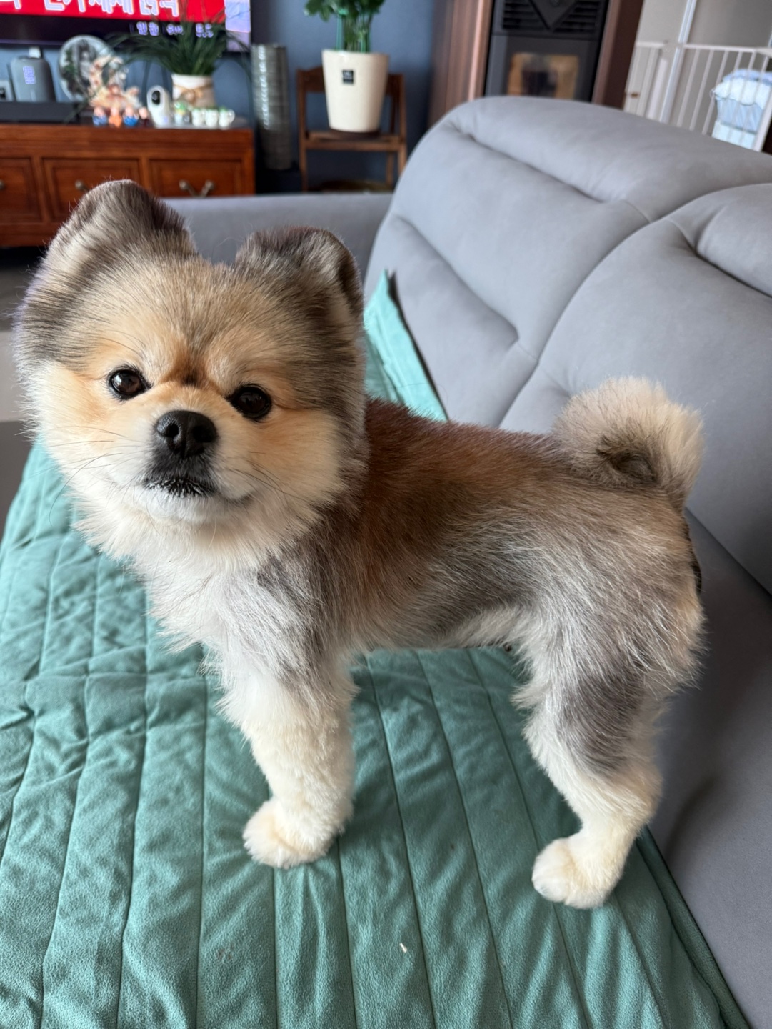 강아지 털빠짐 관련사진