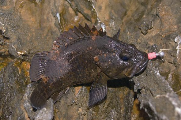 동해안 개볼락(돌우럭) 사진