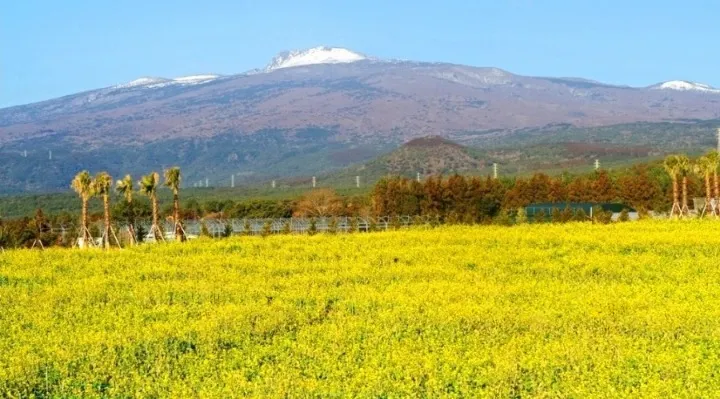 휴애리-유채꽃과-한라산조망