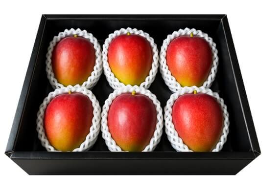 생생정보 수확의 달인 제주 애플망고 섬 농업회사법인 주문방법 생생정보2302회