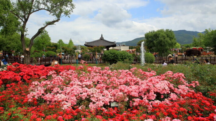 곡성 세계장미축제
