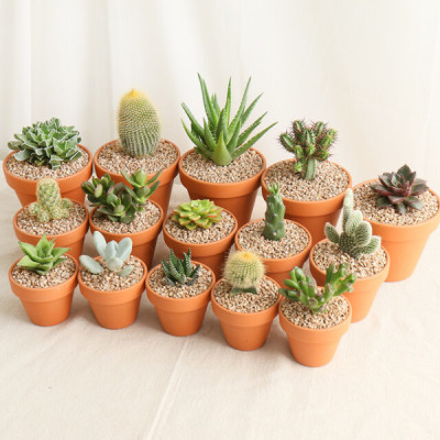 초보자의 실내에서 식물 키우기