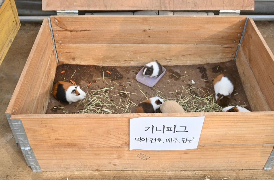 용인 포레스트벨 에서 딸기도 따고 동물 먹이도 주고 온 후기 사진 6