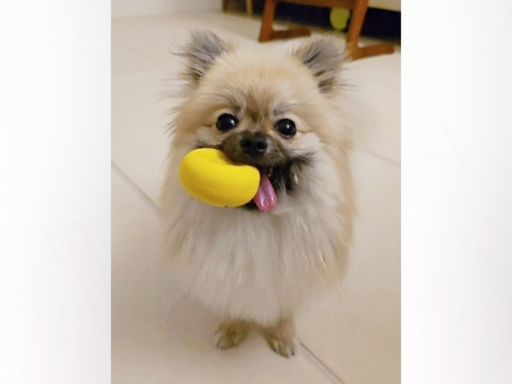 공을 물고 기대에 가득 찬 얼굴을 한 강아지