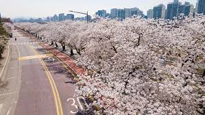 서울 벚꽃 명소