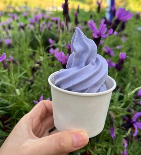 고창청농원 라벤더 축제