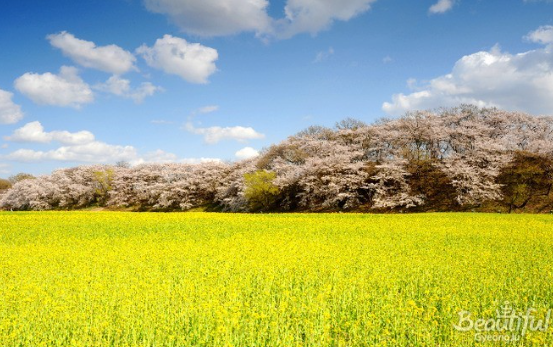 경북 유채꽃 명소 피는 시기