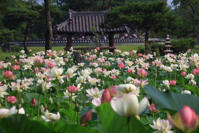 세미원 연꽃축제 페리기념연못