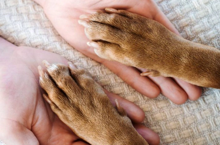 강아지 관절염 치료