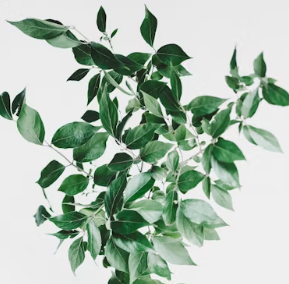 식물성 멜라토닌 영양제 식물성 멜라토닌 효능 추천 부작용