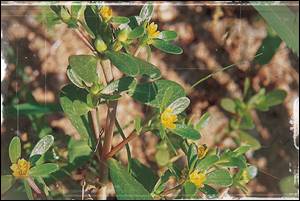 쇠비름_꽃과_잎