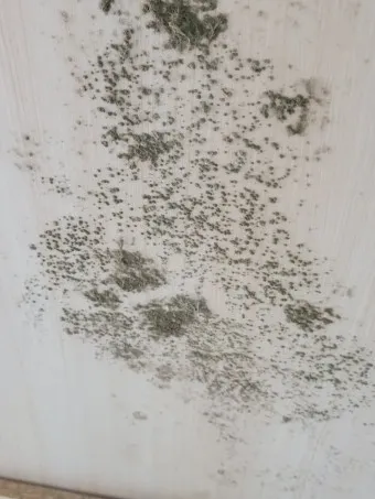 곰팡이 제거 방법 방지 페인트 냄새 없애기_4