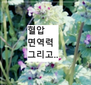 광대나물