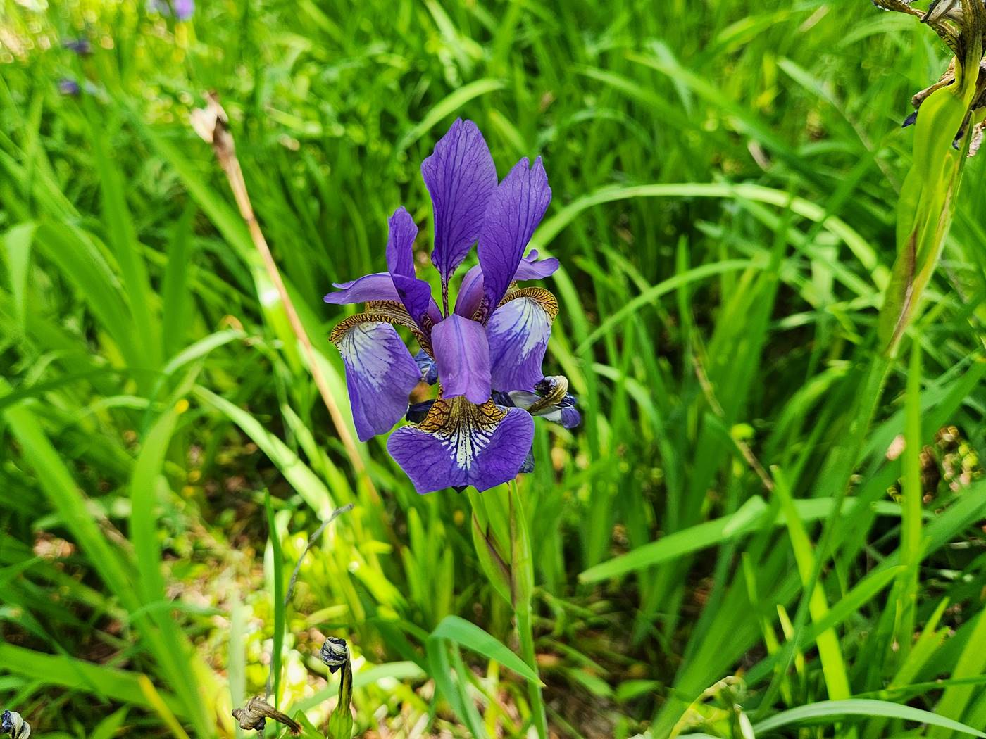 붓꽃(아이리스) Iris