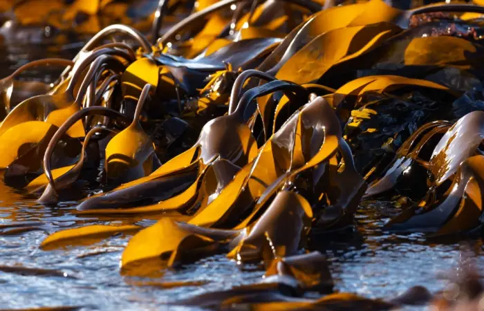 과메기 맛있게 먹는법