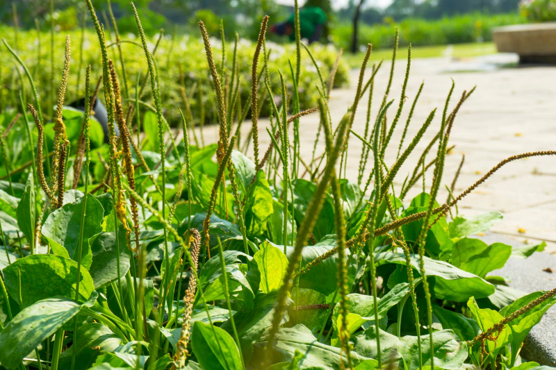 차전자피 효능 먹는법 부작용 (2주 섭취 후기)