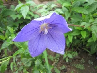 8월에 피는 꽃 이름 종류별 특징 정리 보기_20