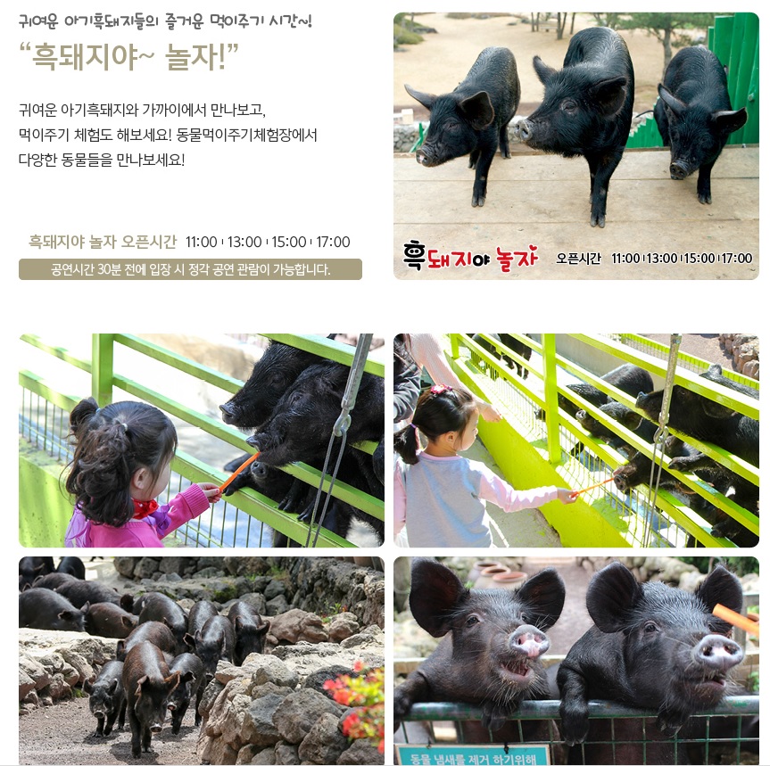 휴애리 유채꽃 축제