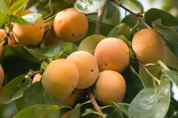 태추단감 가격&amp;#44; 효능과 영양성분