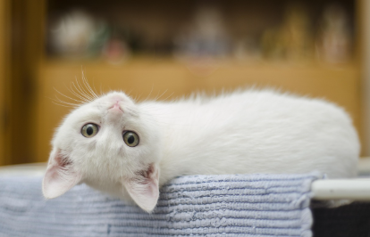 건강별 맞춤 사료 추천 관련 사진