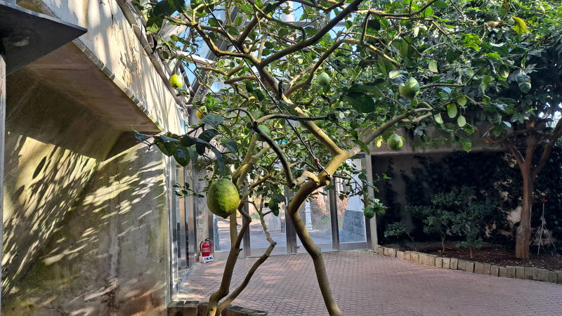 제주여행_여미지식물원