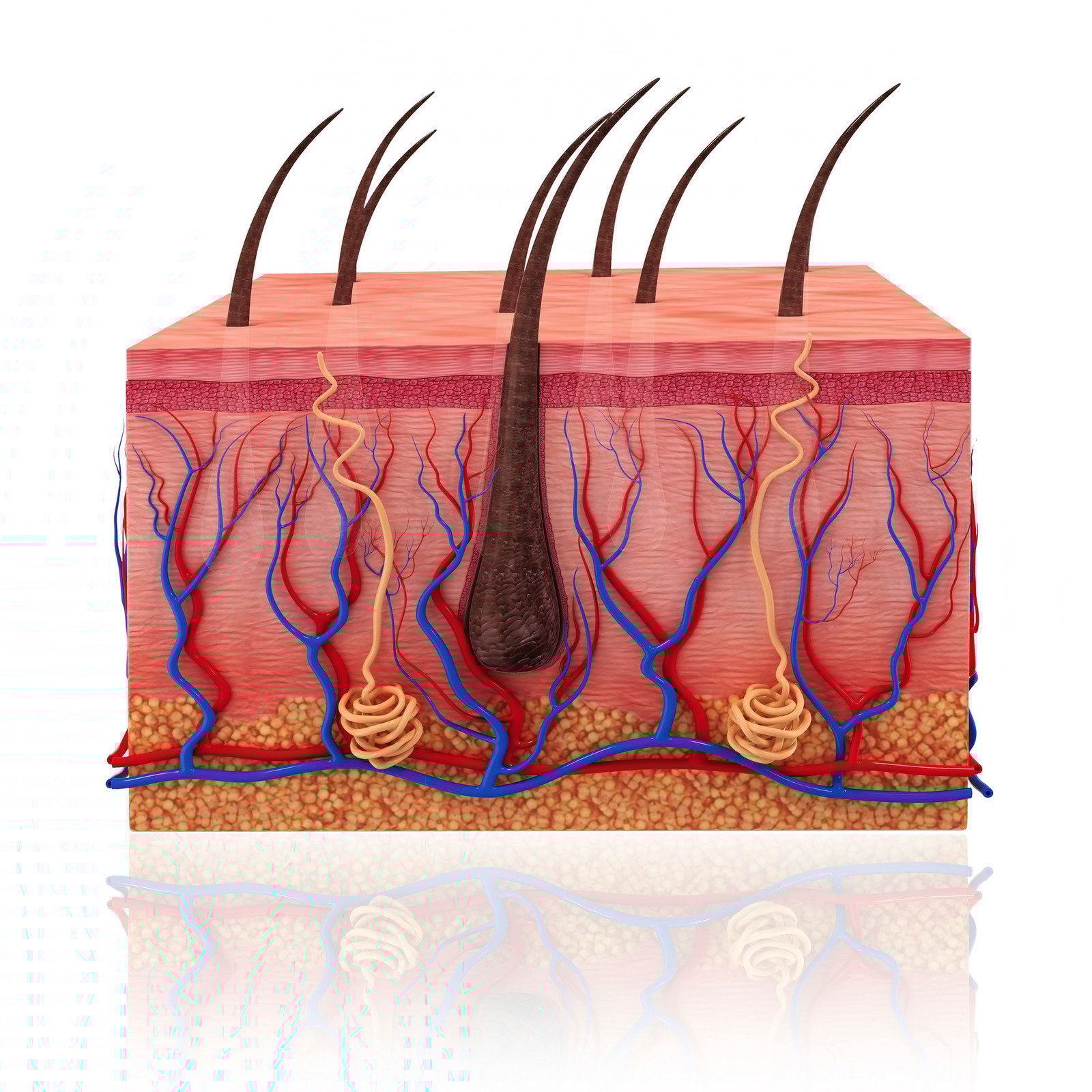 피부의 구조와 기능