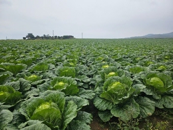 11월 제철음식 배추