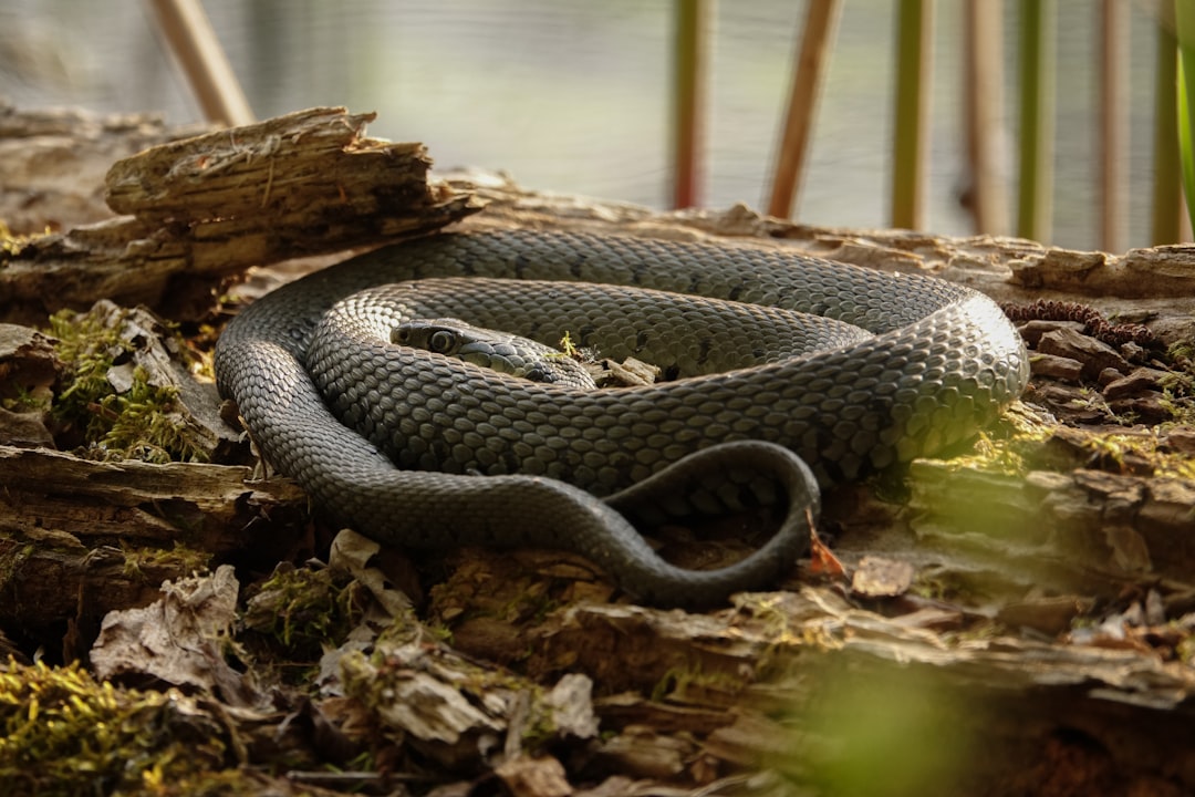 serpent