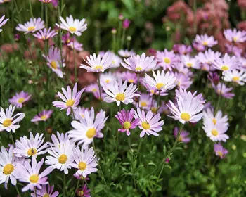 아침고요수목원_7