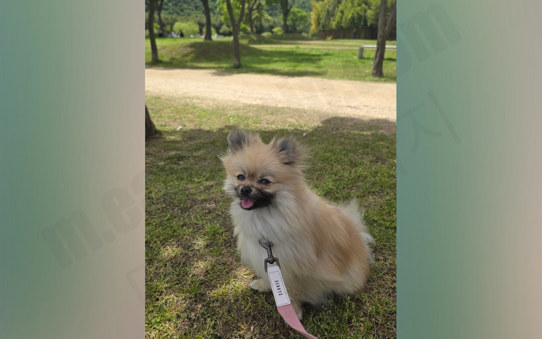 산책 중 풀밭에서 쉬는 강아지