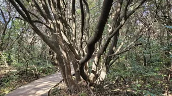 제주 곶자왈 숲길 산책 원시림 초록 힐링 여행_3