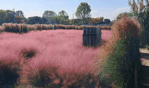 평택_바람새마을_핑크뮬리_명소