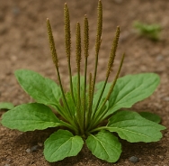 차전자피의 효능