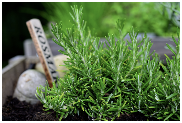 로즈마리 (Rosemary)