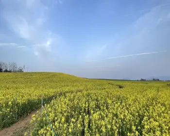 고창 청보리밭 축제_18