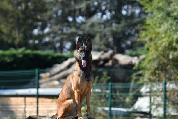 반려동물 훈련소에서 배우는 내용