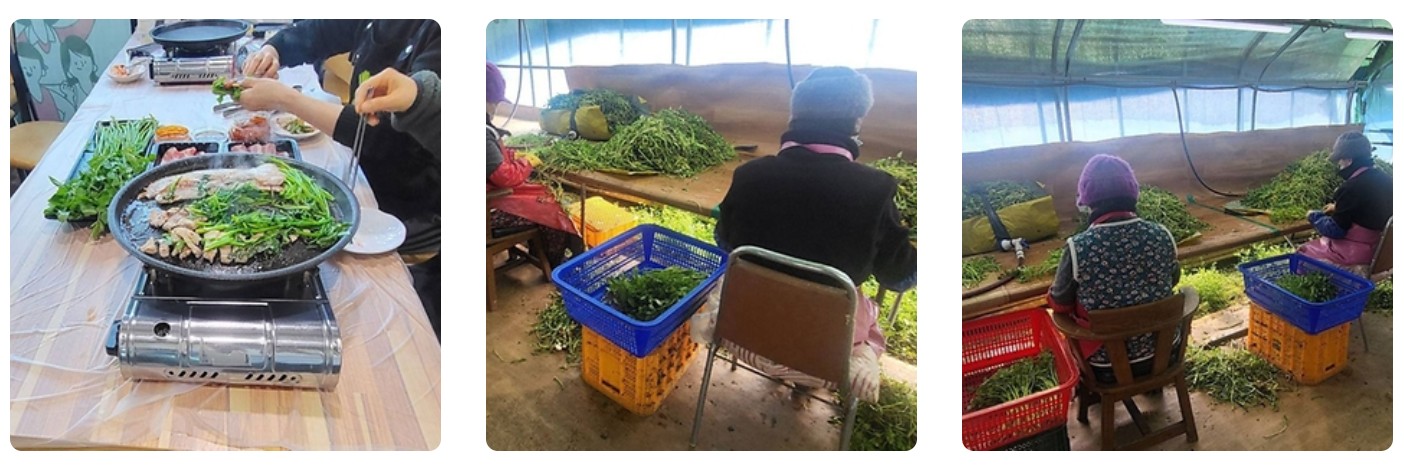 미나리 수확 및 삼겹살_관련사진